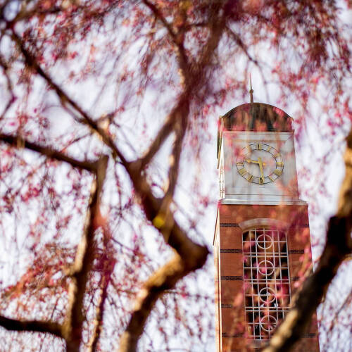 A clock tower viewed through the branches of a tree with pink blossoms.